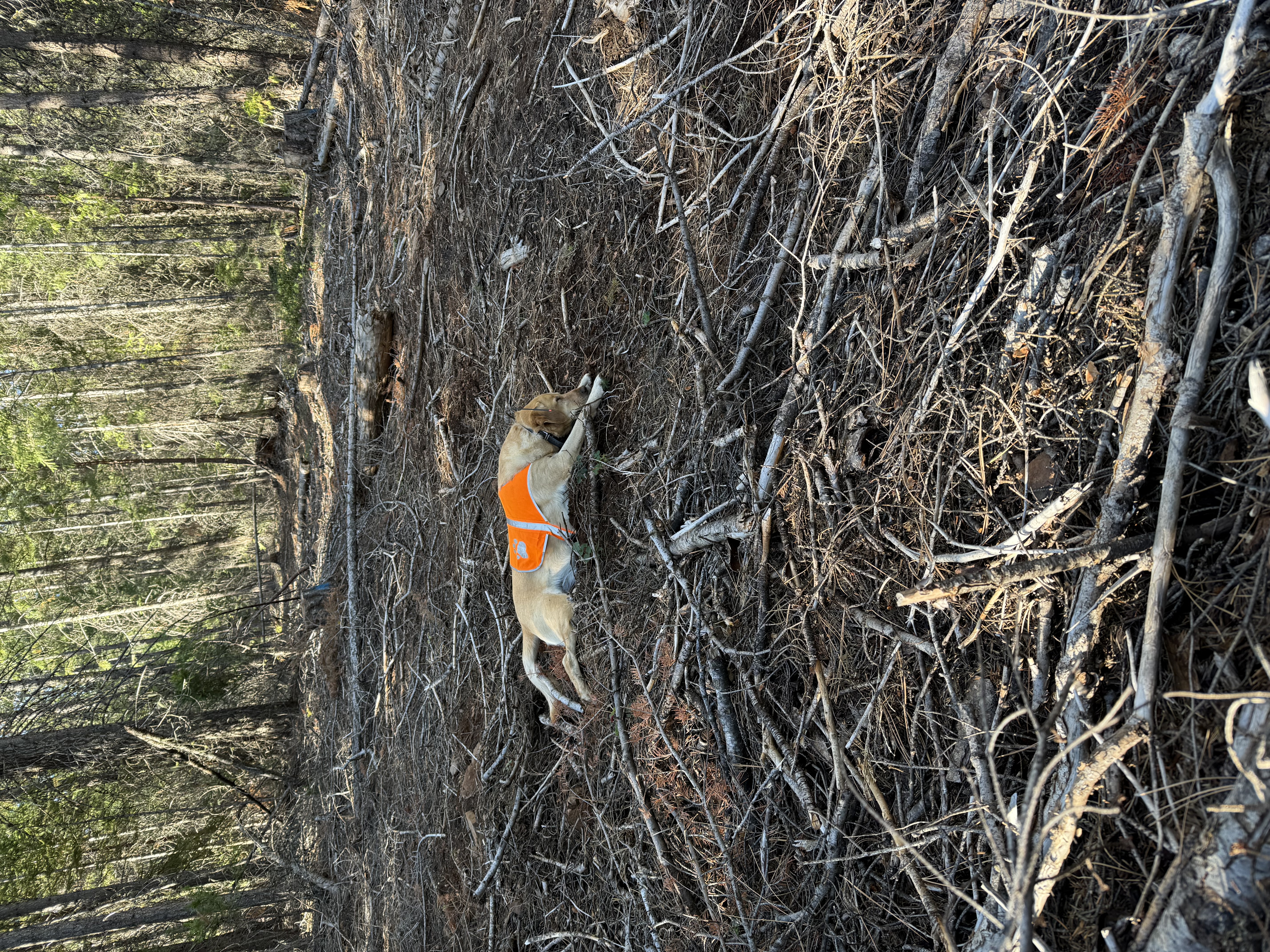 New Forest Inventory 2025